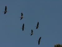 2016-05-08 10h12m57 - Kraanvogels - Gerda van der Meer